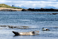 A grey seal - they can be 6.5 - 7.5 ft long and 370-680 lbs.
