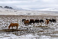 There is one horse for every four humans in Iceland.  Don't call them ponies!