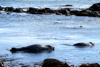 A pair of harbour seals
