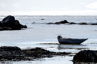 A few seals to greet us on the Snaefellsnes peninsula