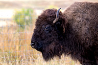 Bison or buffalo?  Technically, bison.