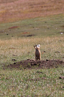 And lots of prairie dogs.