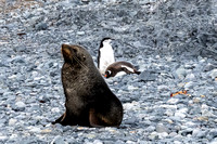 Also, fur seals and Gentoo penguins.
