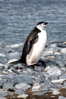 Chinstrap penguins are abundant here.