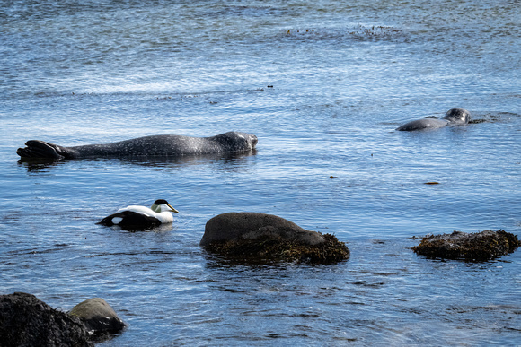 An eider duck pays a visit