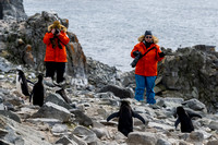 But penguins have become quite adept on the rocky hillsides.